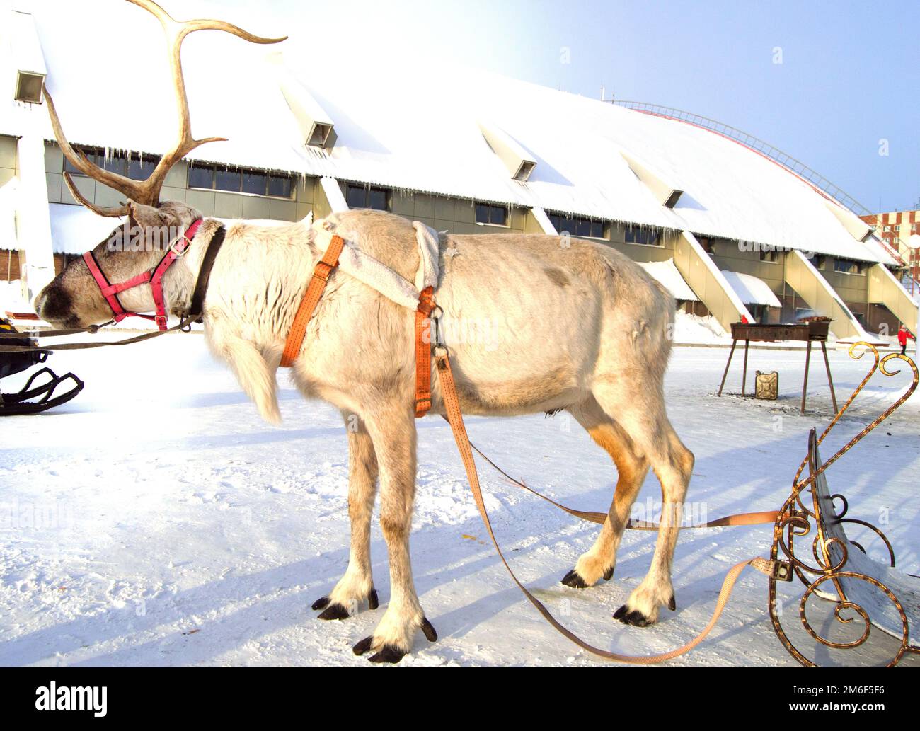 Symbol für Weihnachten - Rentiere zogen in einem Schlitten mit wunderschönen Pferden, die auf dem Schnee in der Sonne standen Stockfoto