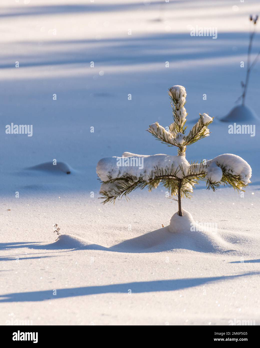Kleine, schneebedeckte Kiefern Stockfoto