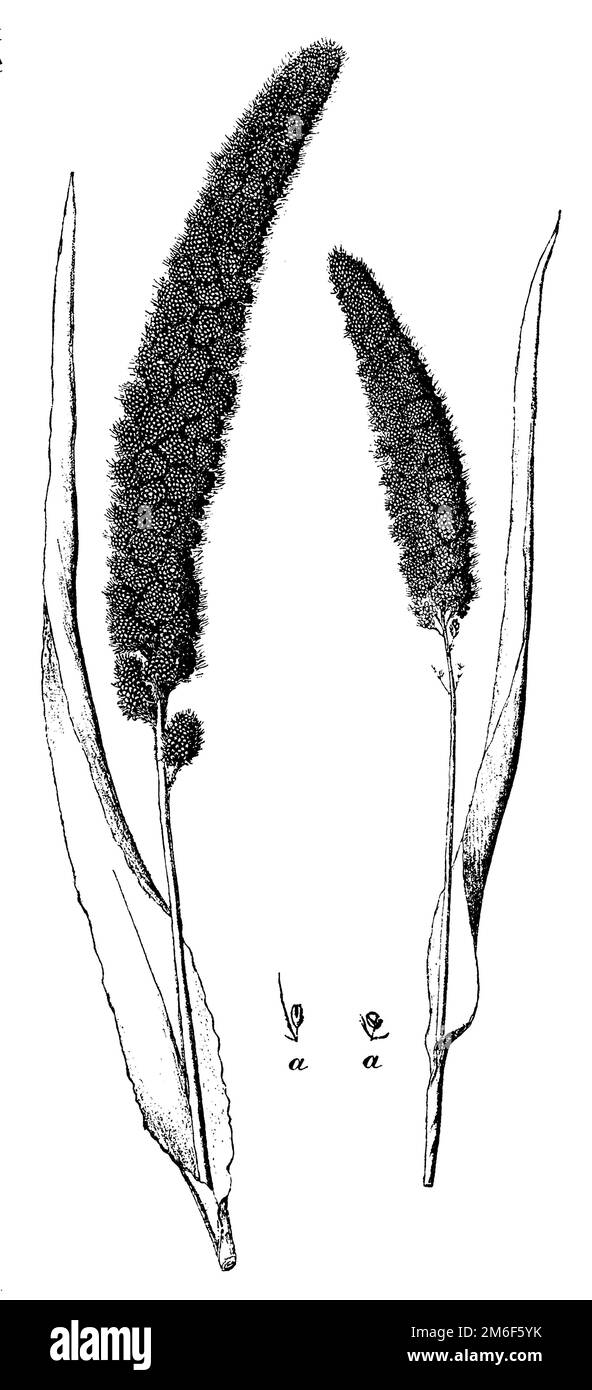 Schwalbenhirse, A Flowers, Setaria italica (technisches Buch, 1889), Kolbenhirse, ein Blüten, Sétaire d'Italie, ein Flours Stockfoto