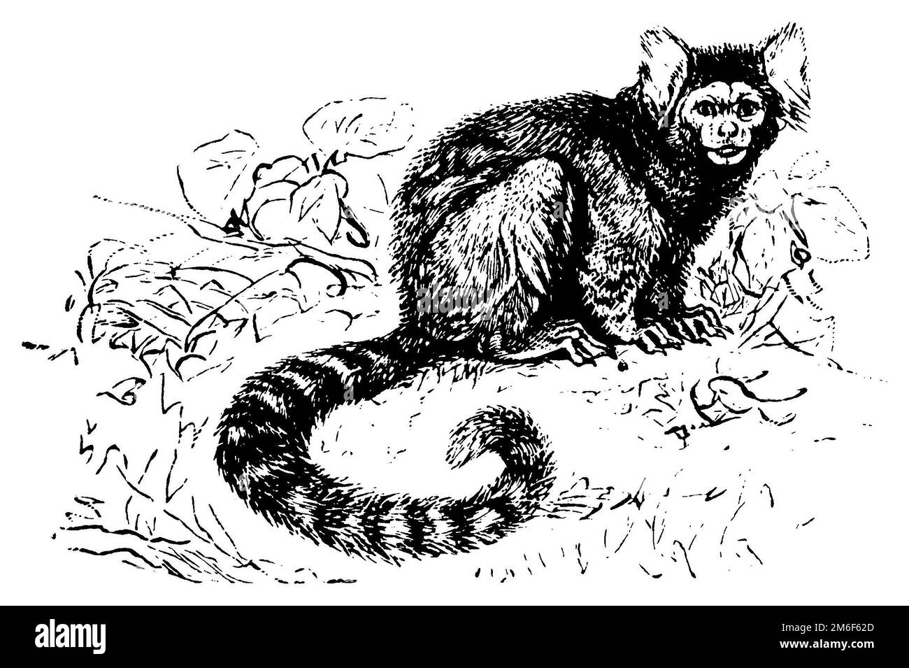 Marmoset, Callithrix jacchus (Enzyklopädie, 1888), Weißbüschelaffe, Ouistiti à pinceaux blancs Stockfoto