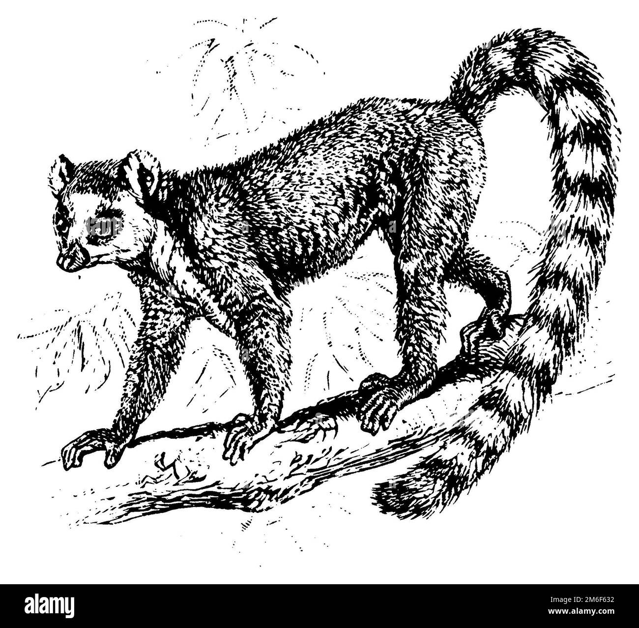 Lemur catta, Lemur catta (Enzyklopädie, 1888), Katta, Lémur catta Stockfoto