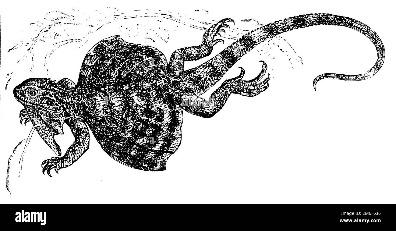 Gemeiner Flugdrache; Flying Dragon, Draco volans, E Hofmann XA (Enzyklopädie, 1889), Gemeiner Flugdrache; Flugdrache, Dragon volant Stockfoto