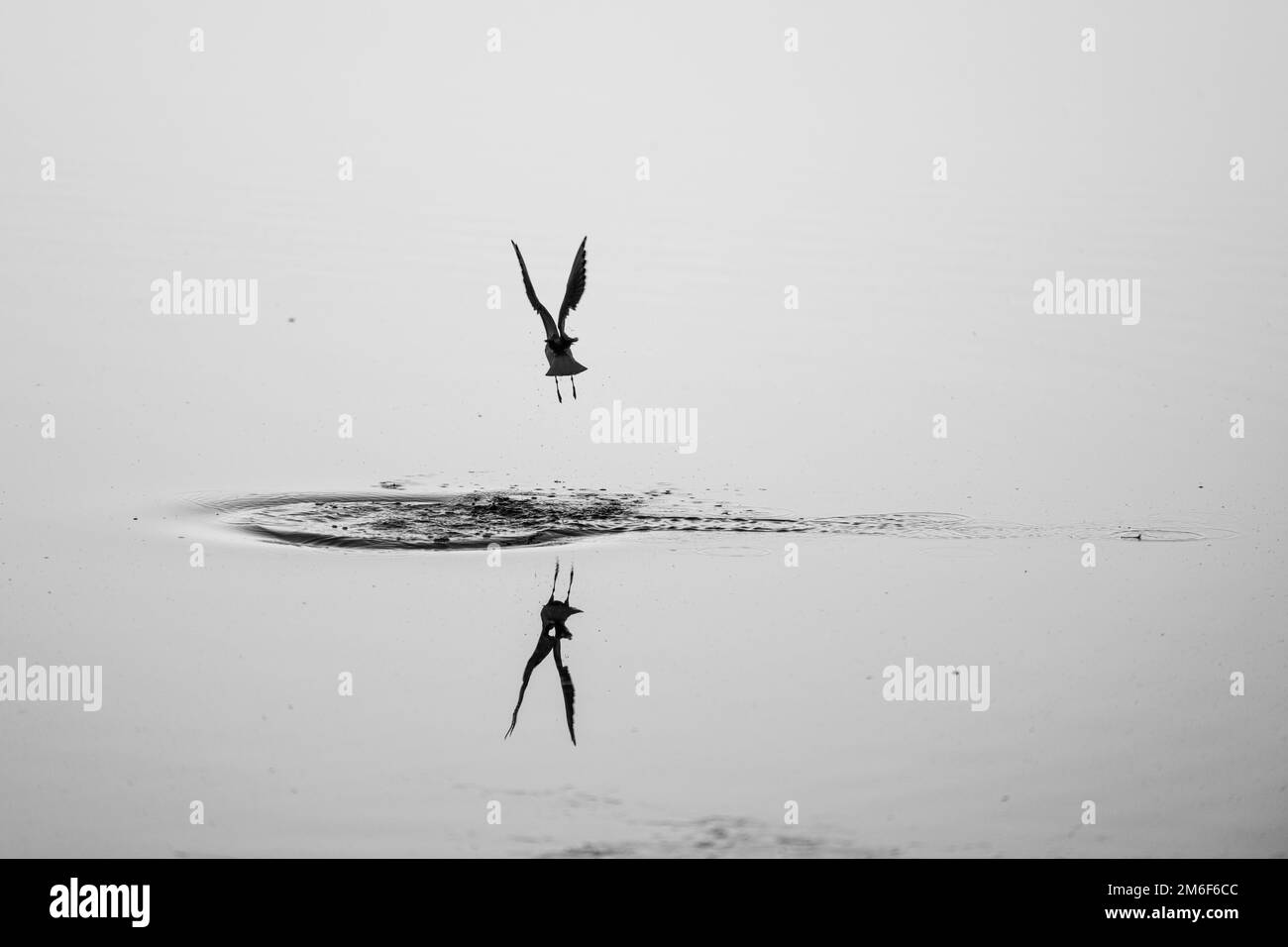 Die Silhouette eines Vogels, der mit Reflexionen über dem See fliegt Stockfoto
