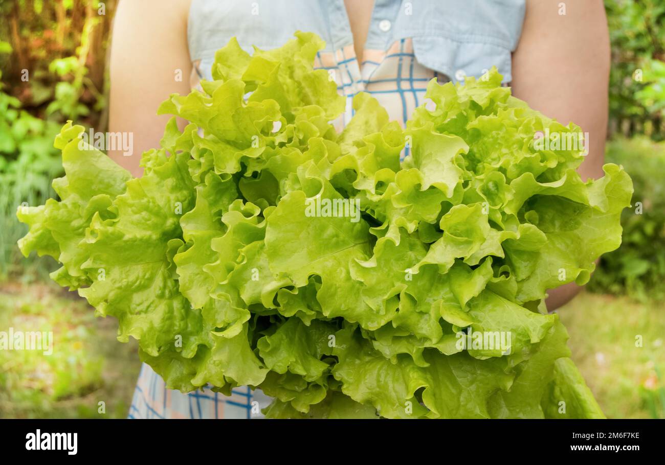 Ein großer Haufen Salatblätter in den Händen einer Landwirtin, Fokus auf den Blättern, selektiver Fokus, verschwommener Hintergrund Stockfoto