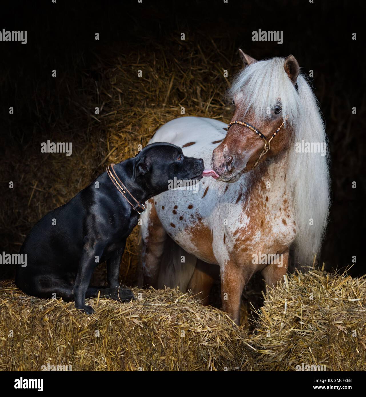 Staffordshire Bull Terrier Hund und Appaloosa amerikanisches Miniaturpferd auf Stroh im Stall. Konzept der Kommunikation verschiedener Tiere. Stockfoto