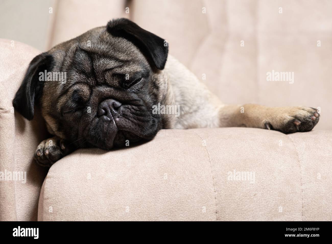 Ein süßer Pug schläft auf einer beigen Couch. Pflege für Puppen, Haare, Liebe und Pflege für das Haustier Stockfoto