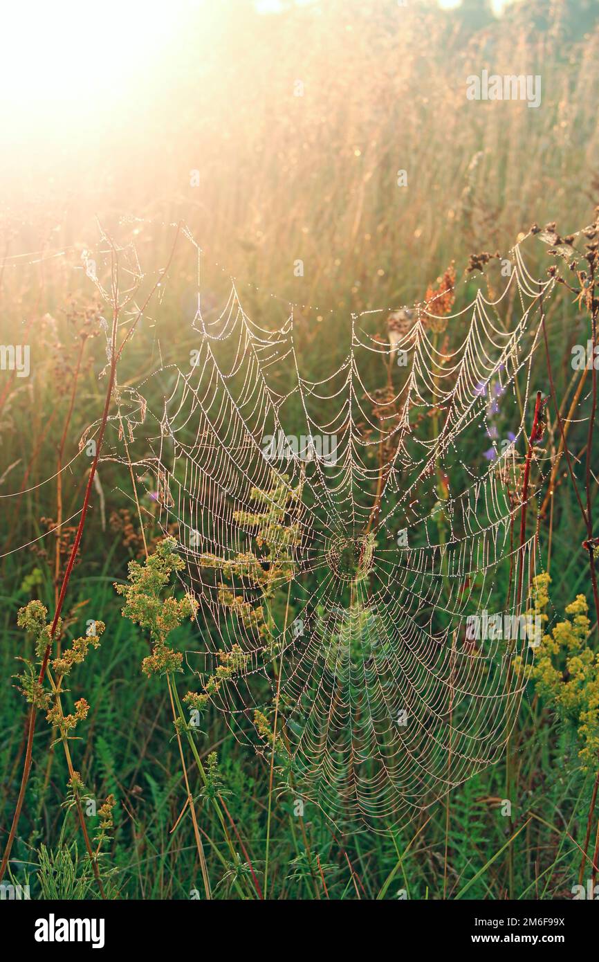 Haus der Spinne. Natürliche Textur vor Sonnenaufgang. Spinnennetz mit Tau bei Sonnenaufgang im sonnigen Rochen Stockfoto