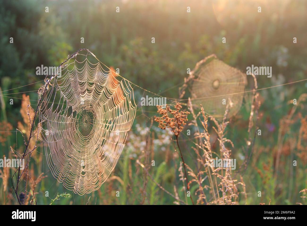 Feuchtes Spinnennetz auf Zweig mit Tau-Tropfen. Haus der Spinne. Natürliche Textur vor der Sonne Stockfoto