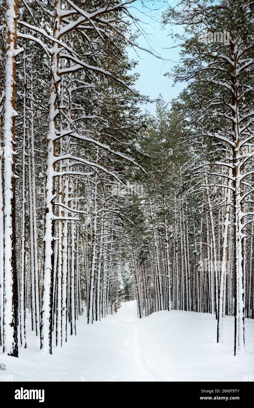 Winterlandschaft in einem Pinienwald Stockfoto