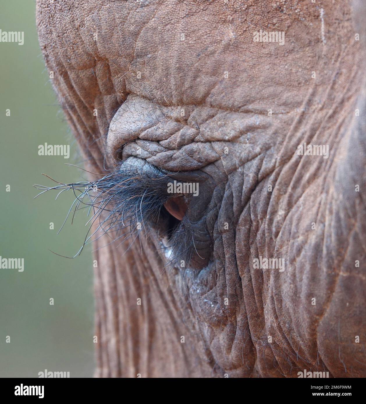 Elefantenaugen-Foto aus Kenia Stockfoto