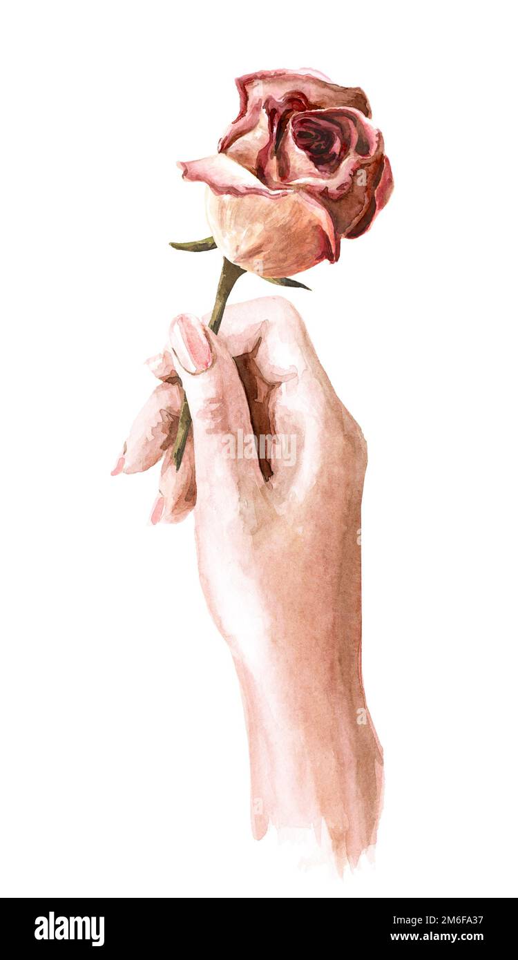 Getrocknete Rosenblume in der Frauenhand. Handgezeichnete Aquarelldarstellung, isoliert auf weißem Hintergrund Stockfoto
