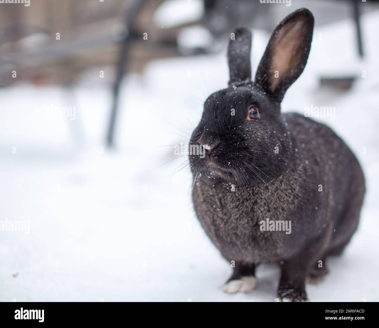 Wunderschönes, flauschiges, schwarzes Kaninchen im Winter im Park Stockfoto