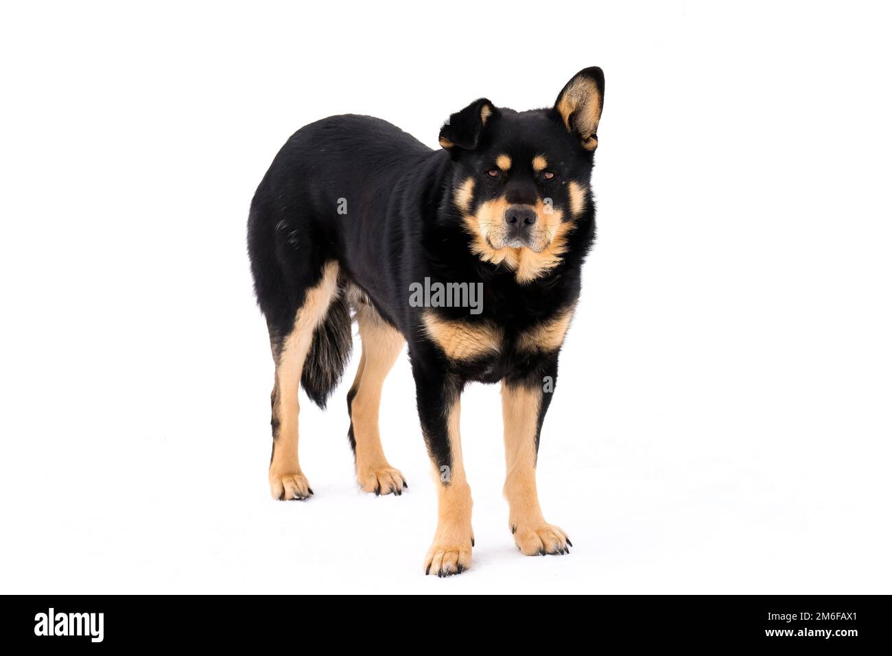 Ein großer streunender Hund steht auf der Straße im Schnee. Andere Ohren Stockfoto