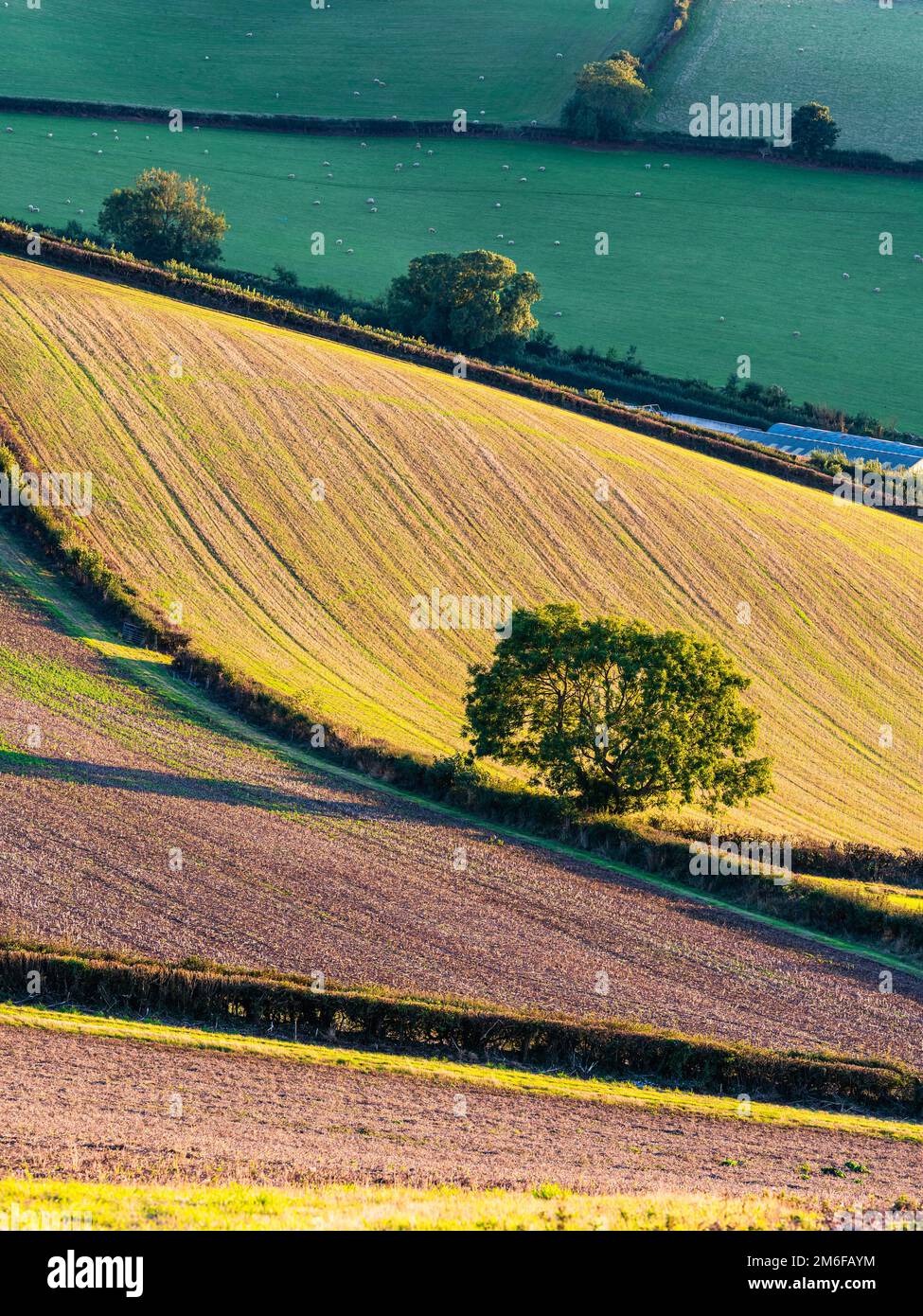 Fields and Farms Over Devon, England, Europa Stockfoto