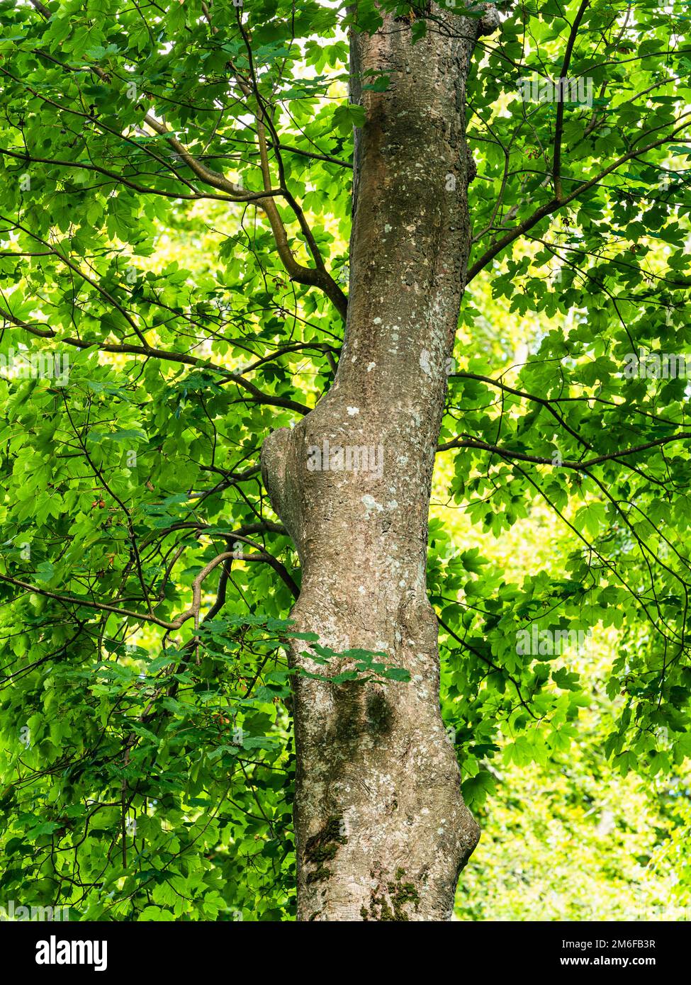 Norwegen Maple, Acer Platanoides, Devon, England, Europa Stockfoto