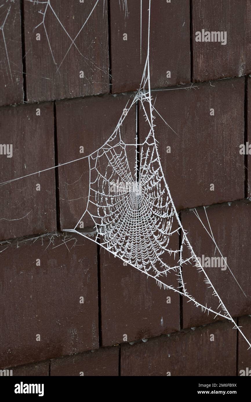 Mattierte Spinnenweben gegen Holzfliesen. UK Stockfoto