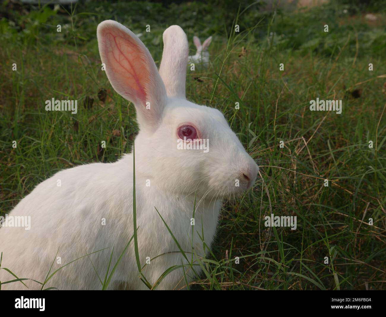 Fröhliches Häschen, das im Grasland spielt Stockfoto