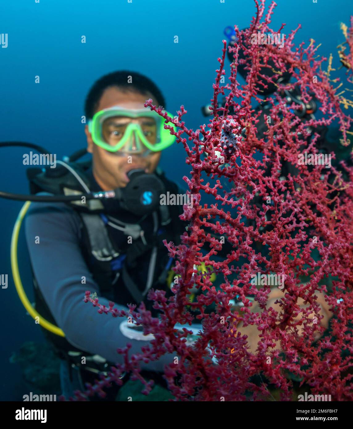 Ein Taucher unter Wasser in der Nähe einer Koralle in der Philippinischen See am 1. Mai 2022. Apo-Insel Stockfoto