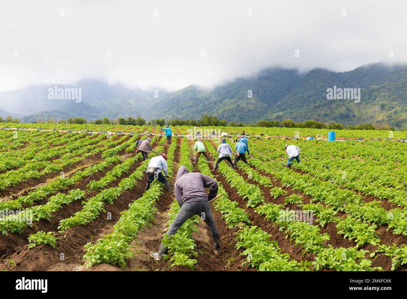 Panama Boquete, Bodenbearbeitung im Zwiebelanbau Stockfoto