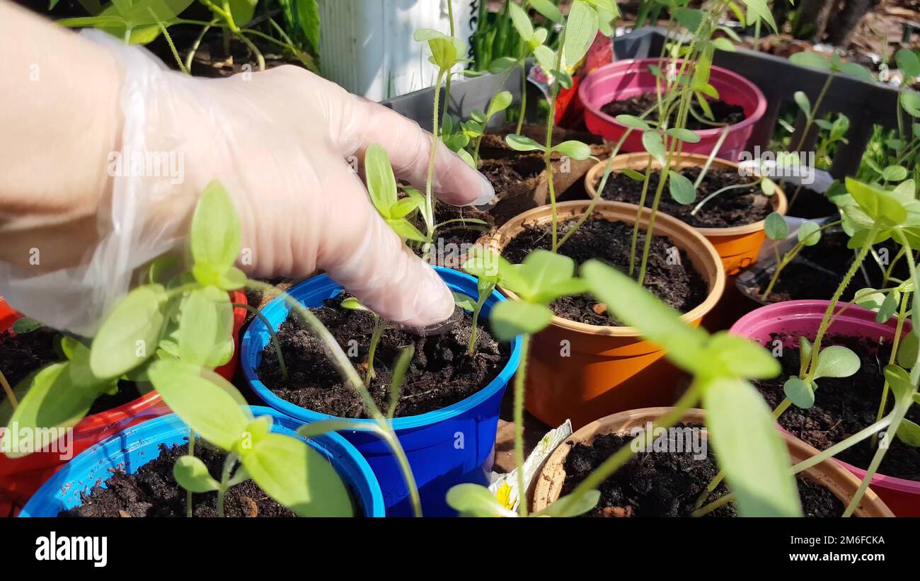 Die Handschuhe einer Frau kontrollieren junge Setzlinge, bevor sie in den Boden gepflanzt werden, die Arbeit eines Landwirts oder Agronomen, Blumen wachsen Stockfoto