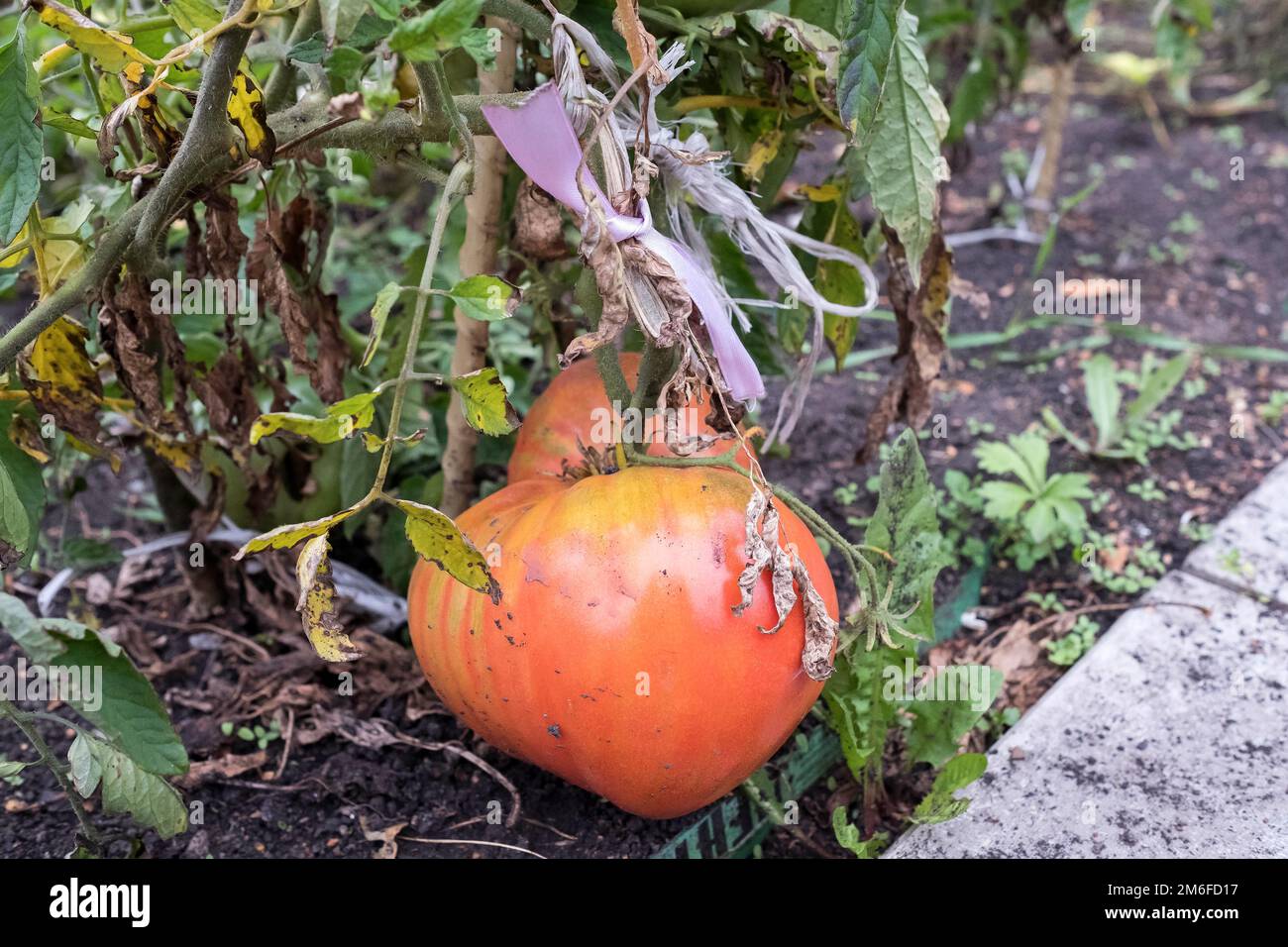 Eine große Tomate hängt an einem Busch. Sie markierten den Ast mit einem Band und fesselten ihn. Früchte als Saatgut Stockfoto