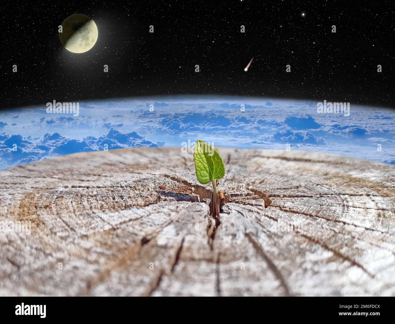 Sprossen, die vor dem Hintergrund des Weltraums aus einem Baum ausbrechen. Globaler Klimawandel. Baumsapfen ist Wachs Stockfoto