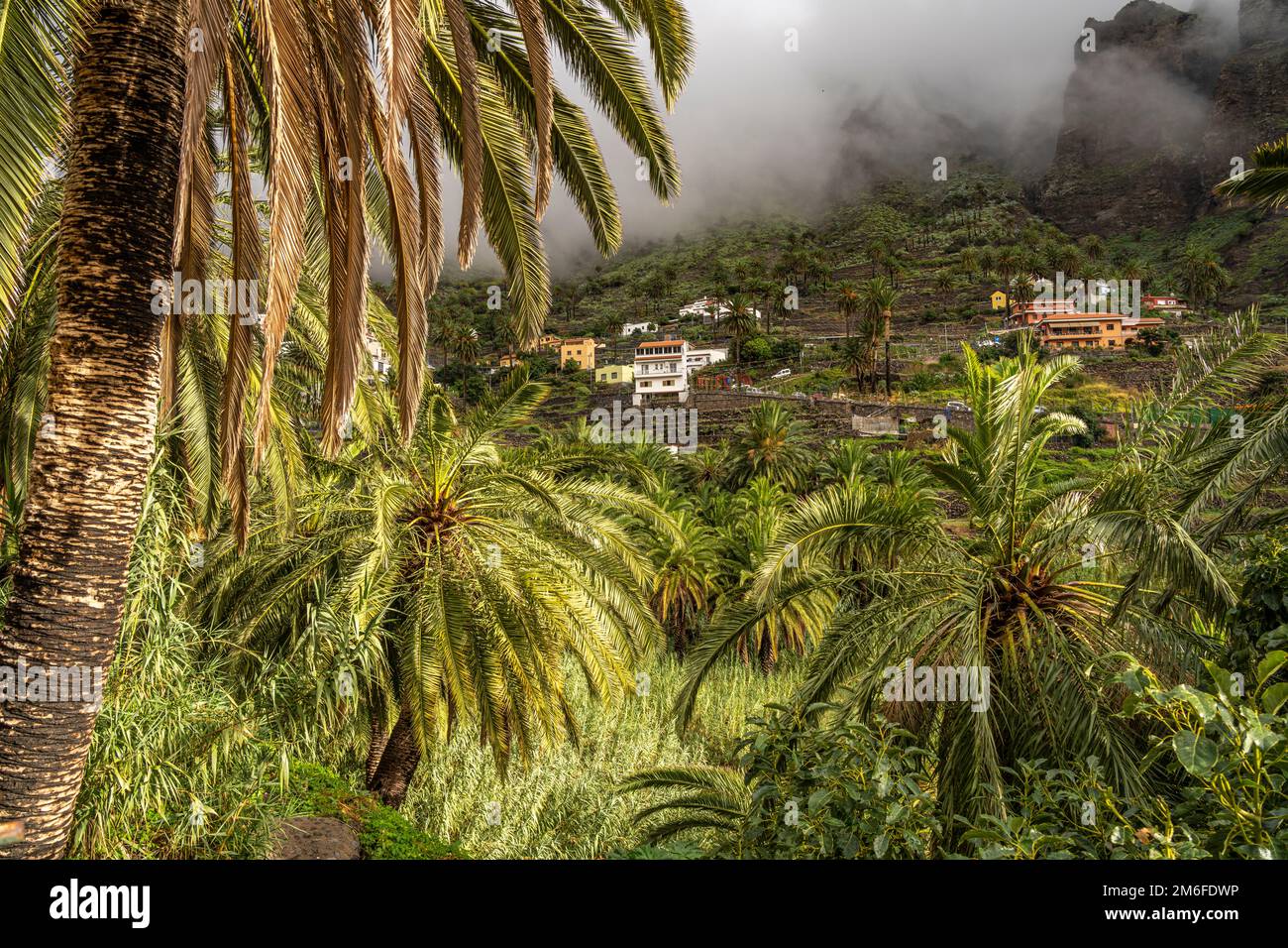 Kulturlandschaft mit Palmen im Valle Gran Rey, La Gomera, Kanarische Inseln, Spanien | Landschaft mit Palmen, Valle Gran Rey, La Gomera, Canary I Stockfoto