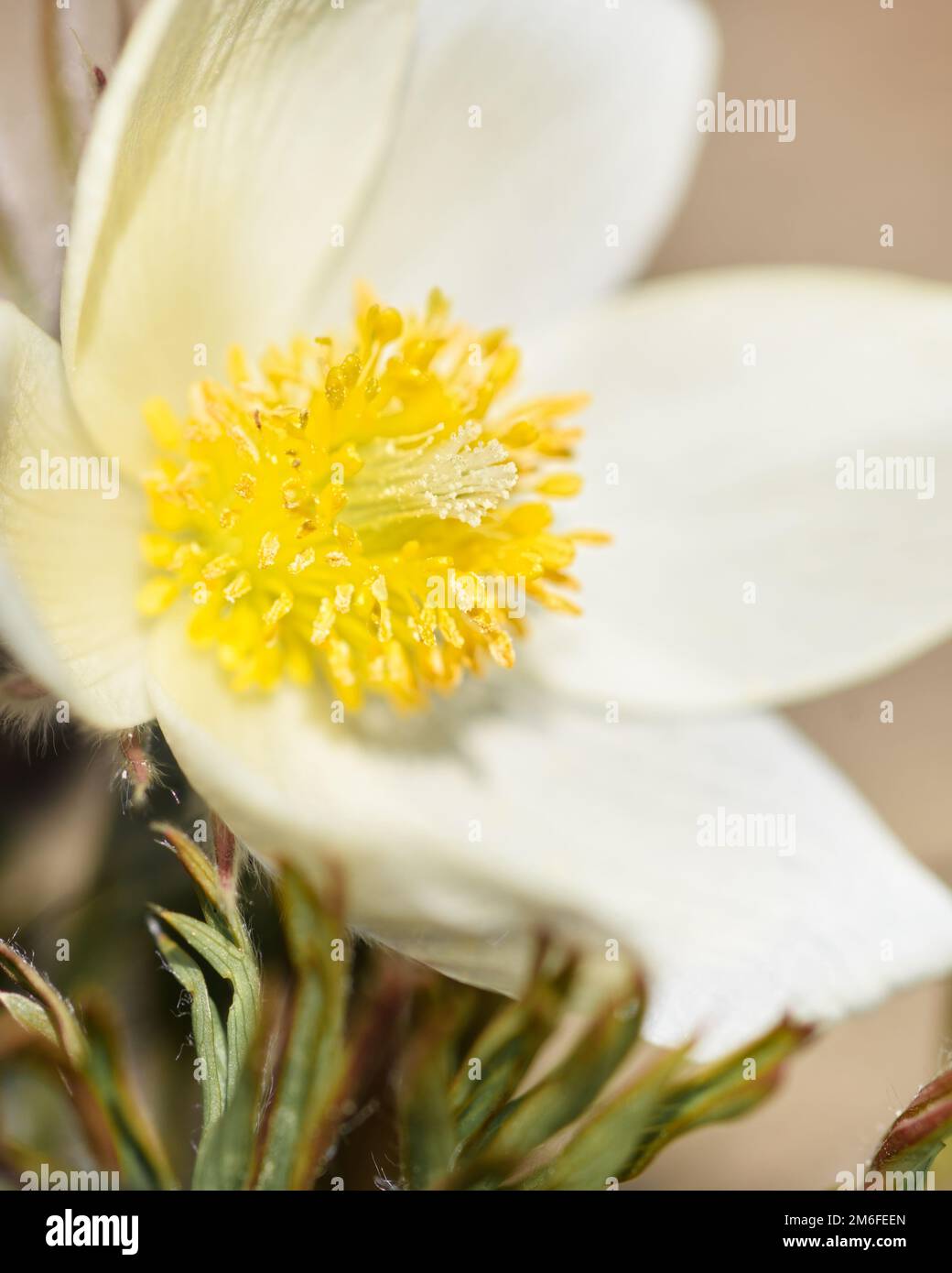Nahaufnahme weißer Waldblumen Stockfoto