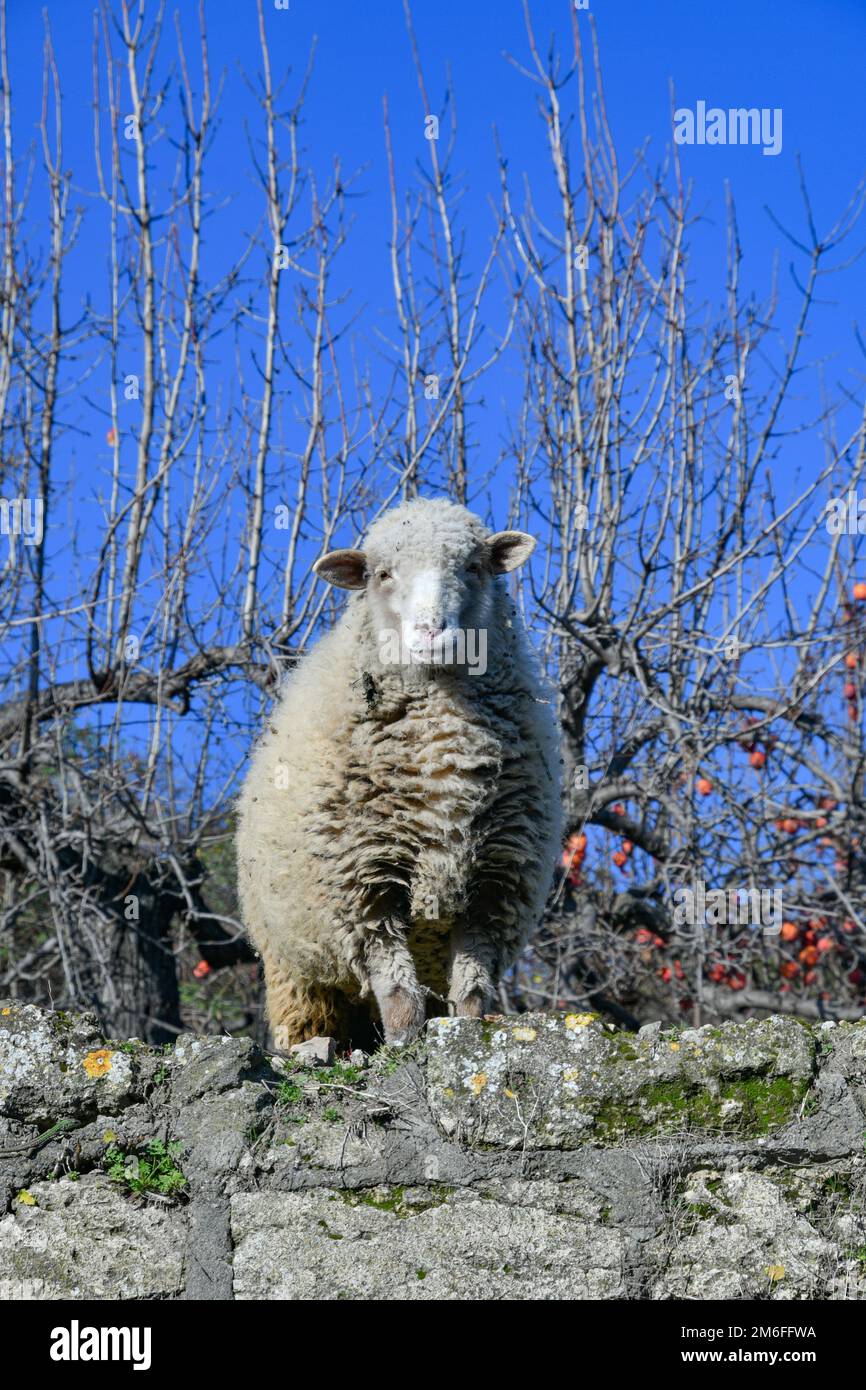 Nahaufnahme eines Schafes in einer schmalen Straße eines ländlichen Dorfes in Basilicata. Stockfoto