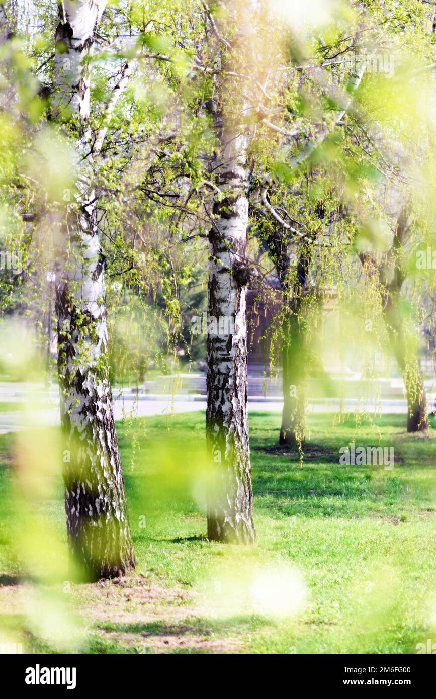 Birken im zeitigen Frühjahr Stockfoto