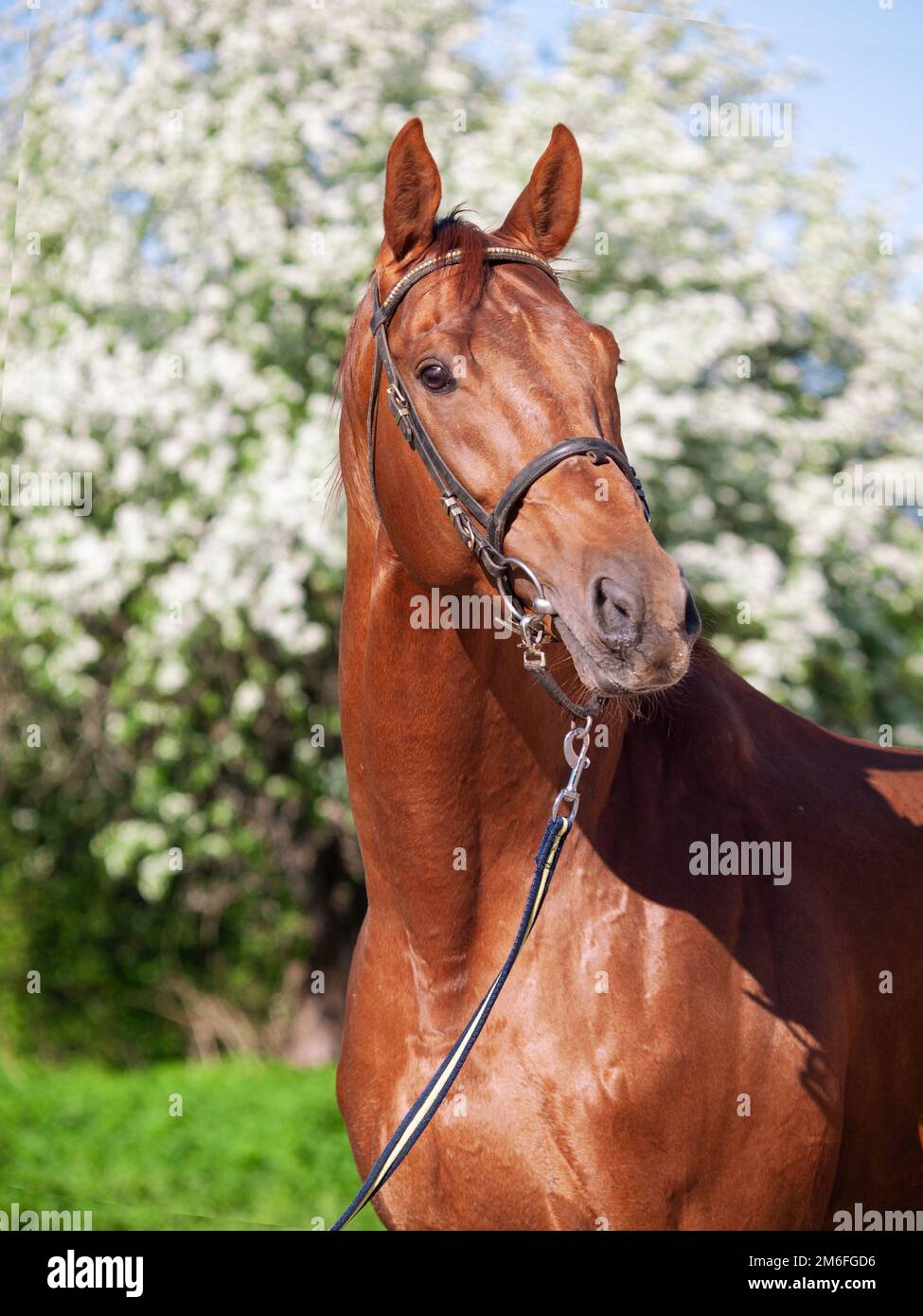 Porträt eines sportlichen Hengstes von Ñhestnut Holstein gegen den blühenden Apfelbaum. Frühling Stockfoto