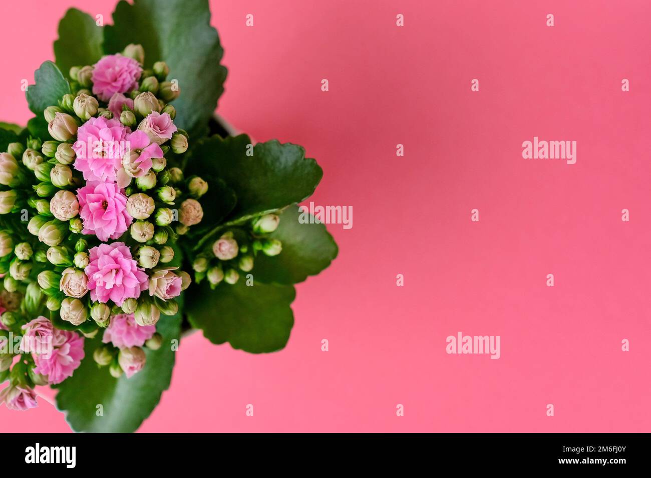 Leuchtende Kalanchoe-Blumen auf einheitlich rosa Hintergrund Stockfoto