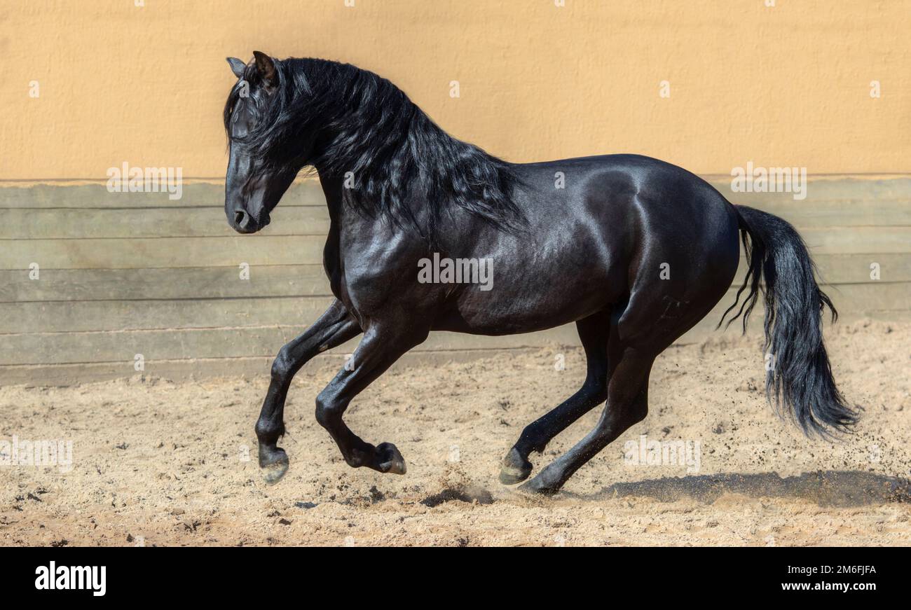 Schwarzes andalusisches Pferd galoppiert auf der Koppel. Stockfoto