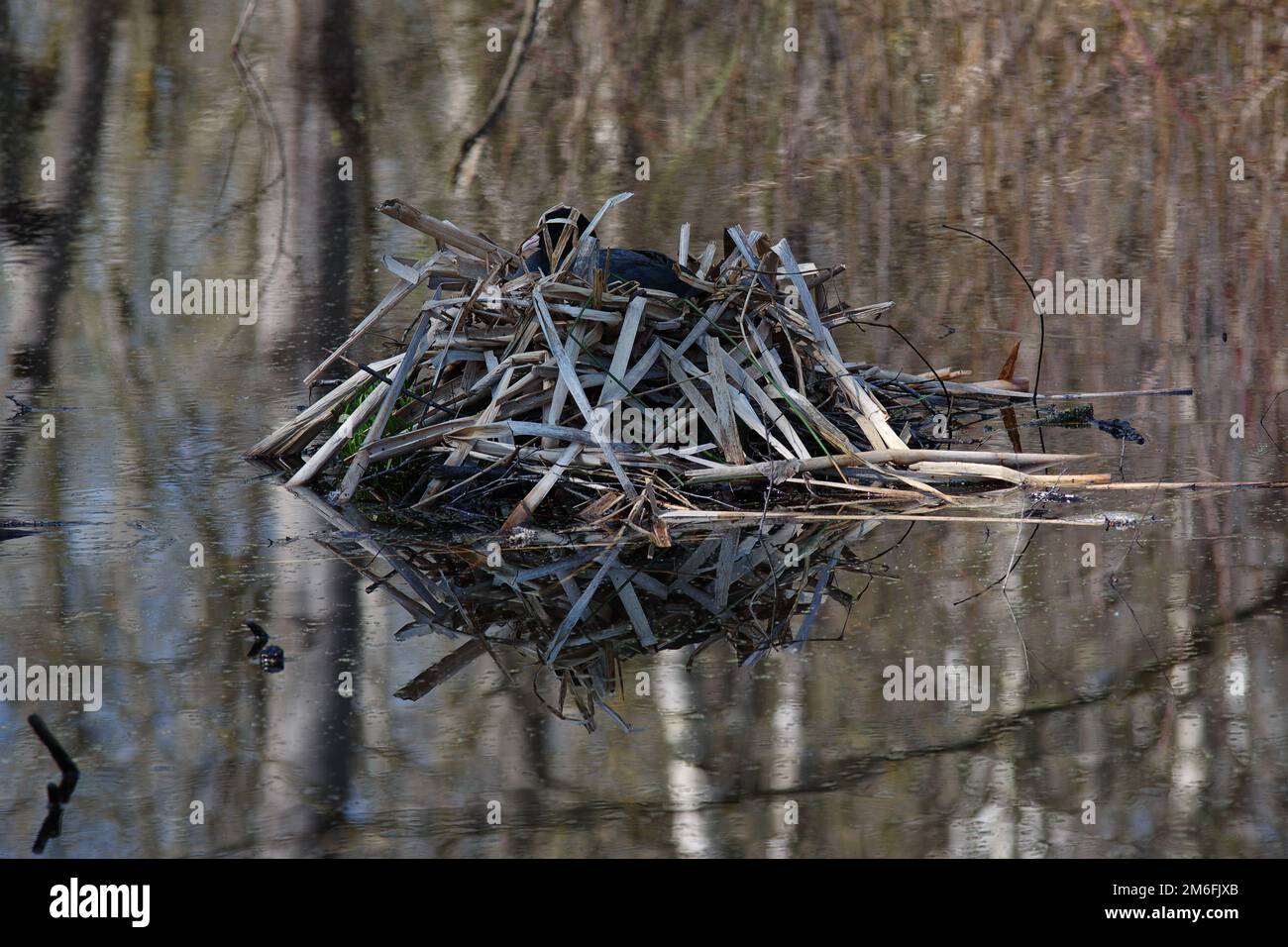 Coot in the Nest - Pfrungener Ried bei Wilhelmsdorf Stockfoto