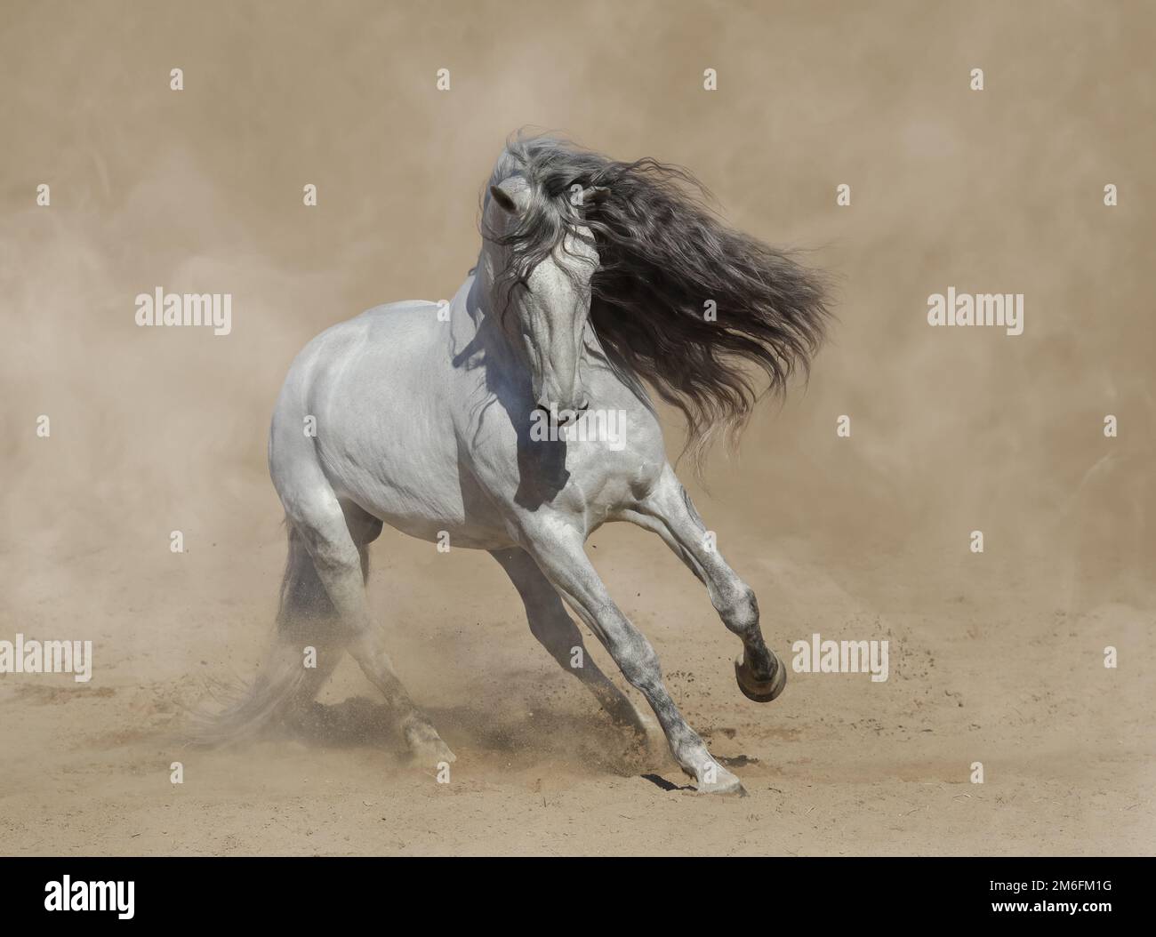 Weißes, reinrassiges andalusisches Pferd, das in Staub auf Sand spielt. Stockfoto