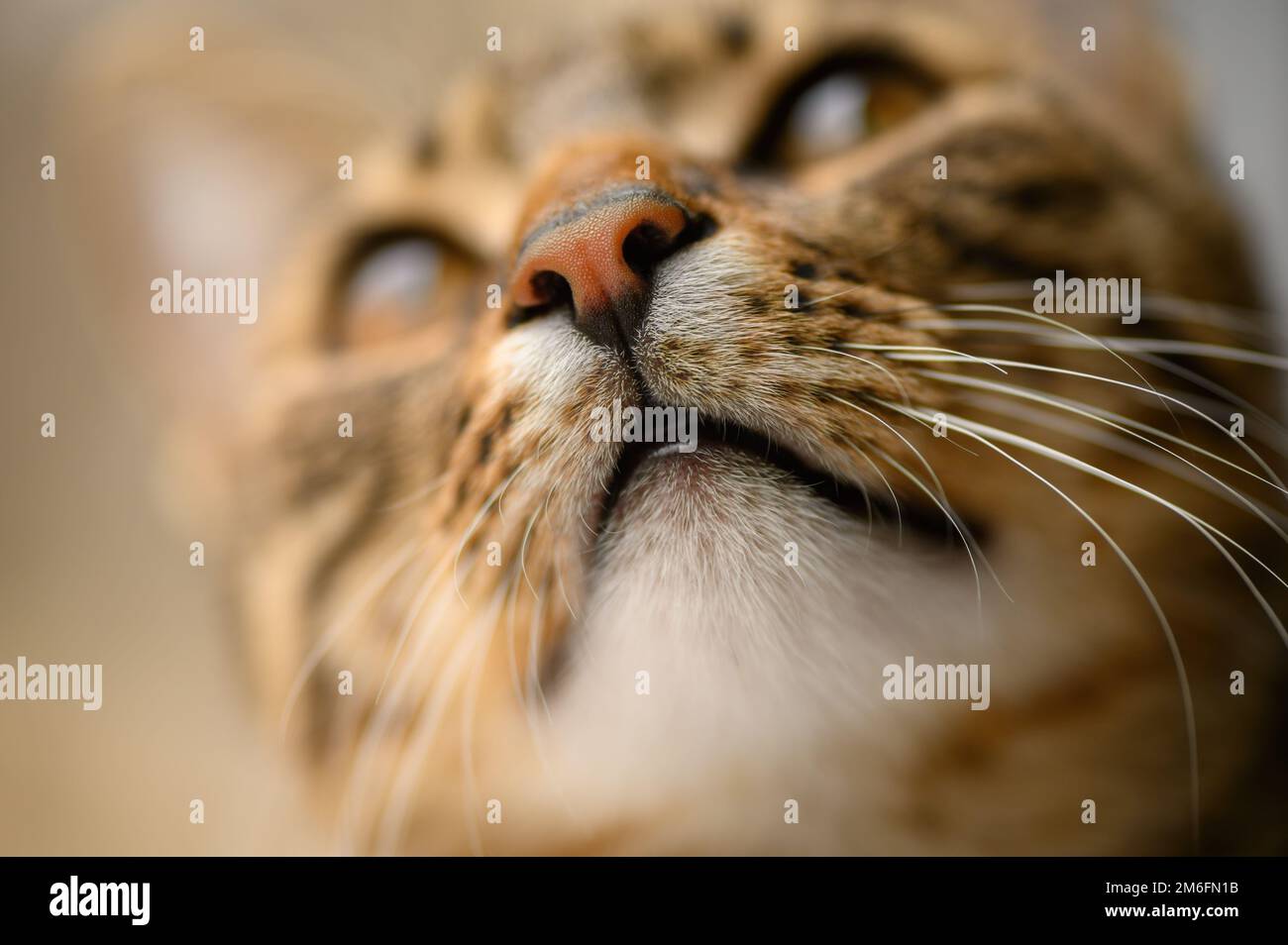 Der Kopf der jungen europäischen Kurzhaarkatze, selektiver Fokus am linken Auge Stockfoto