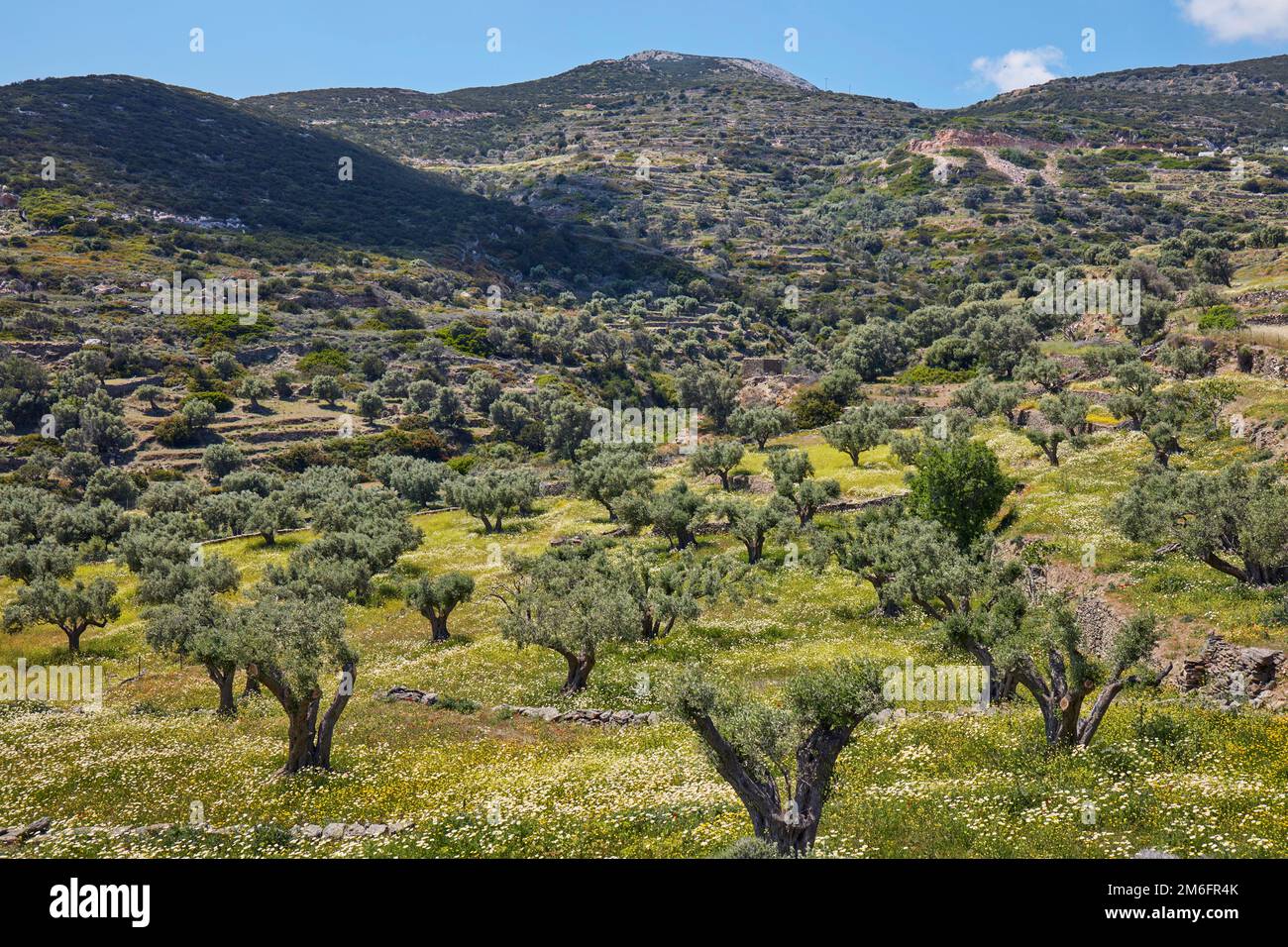 Frühlingsblumen und Olivenbäume auf Sifnos Stockfoto