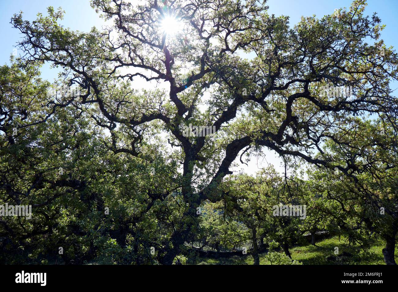 Holm Eichenwald auf Kea Island Stockfoto