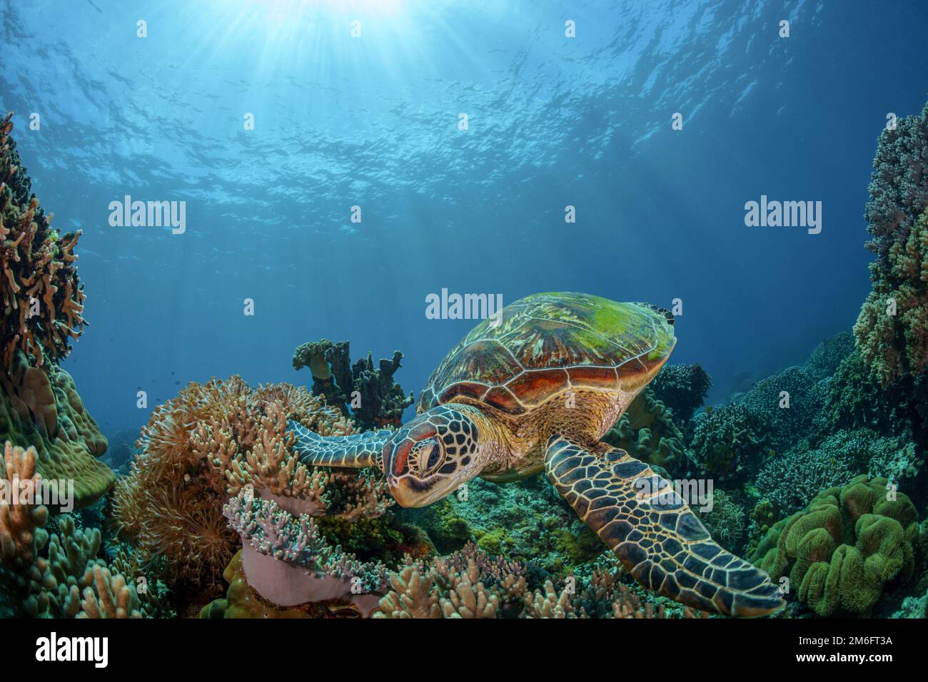 Die grüne Meeresschildkröte schwimmt am Korallenriff Stockfoto
