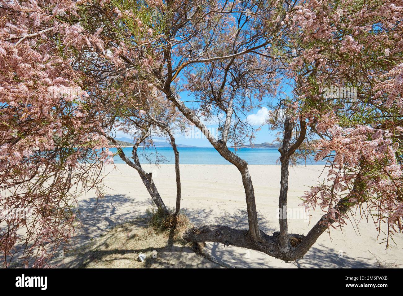 Unberührter Strand auf Irakleia mit blühendem Tamariskenbaum, Kykladen Stockfoto