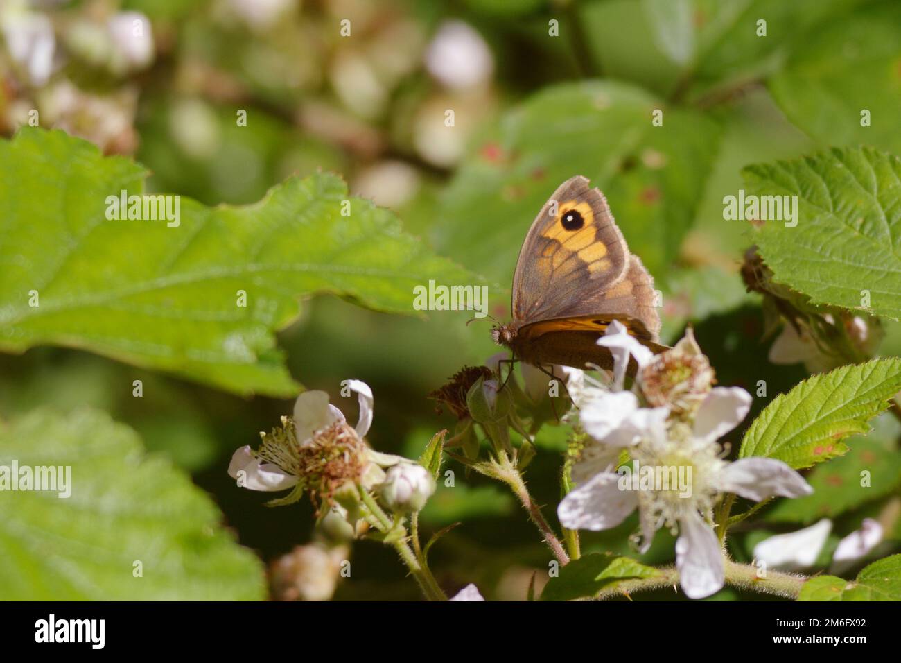 Pyronia tithonus, Gatekeeper oder Hedge Brown Butterfly beim Füttern von Bramble Flowers, Wales, Großbritannien Stockfoto