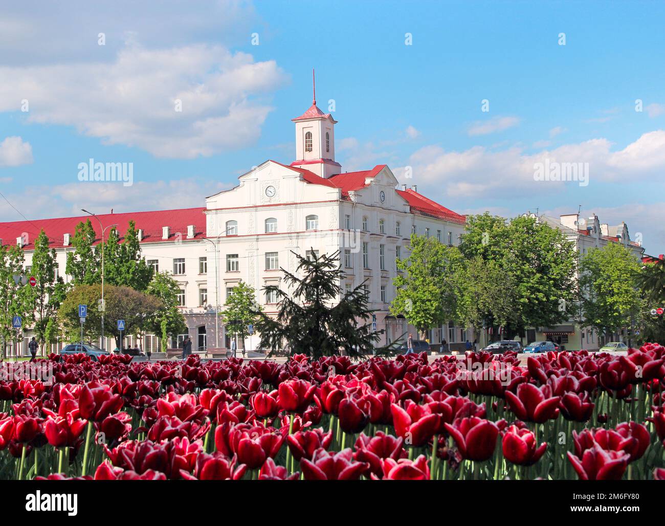 Blumenbeet-Dekoration. Viele Tulpen wachsen in der Stadt. Wunderschöne Frühlingstulpen auf Blumenbeet in der Stadt in bri Stockfoto