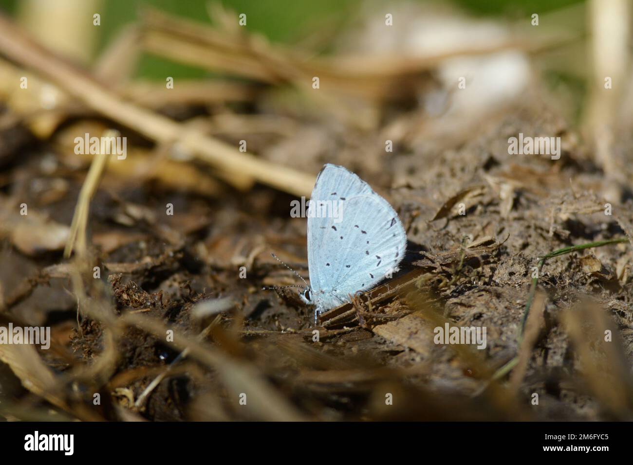 Celastrina argiolus, Holly Blue Butterfly Feding on Geflügelkot, Wales, Vereinigtes Königreich Stockfoto