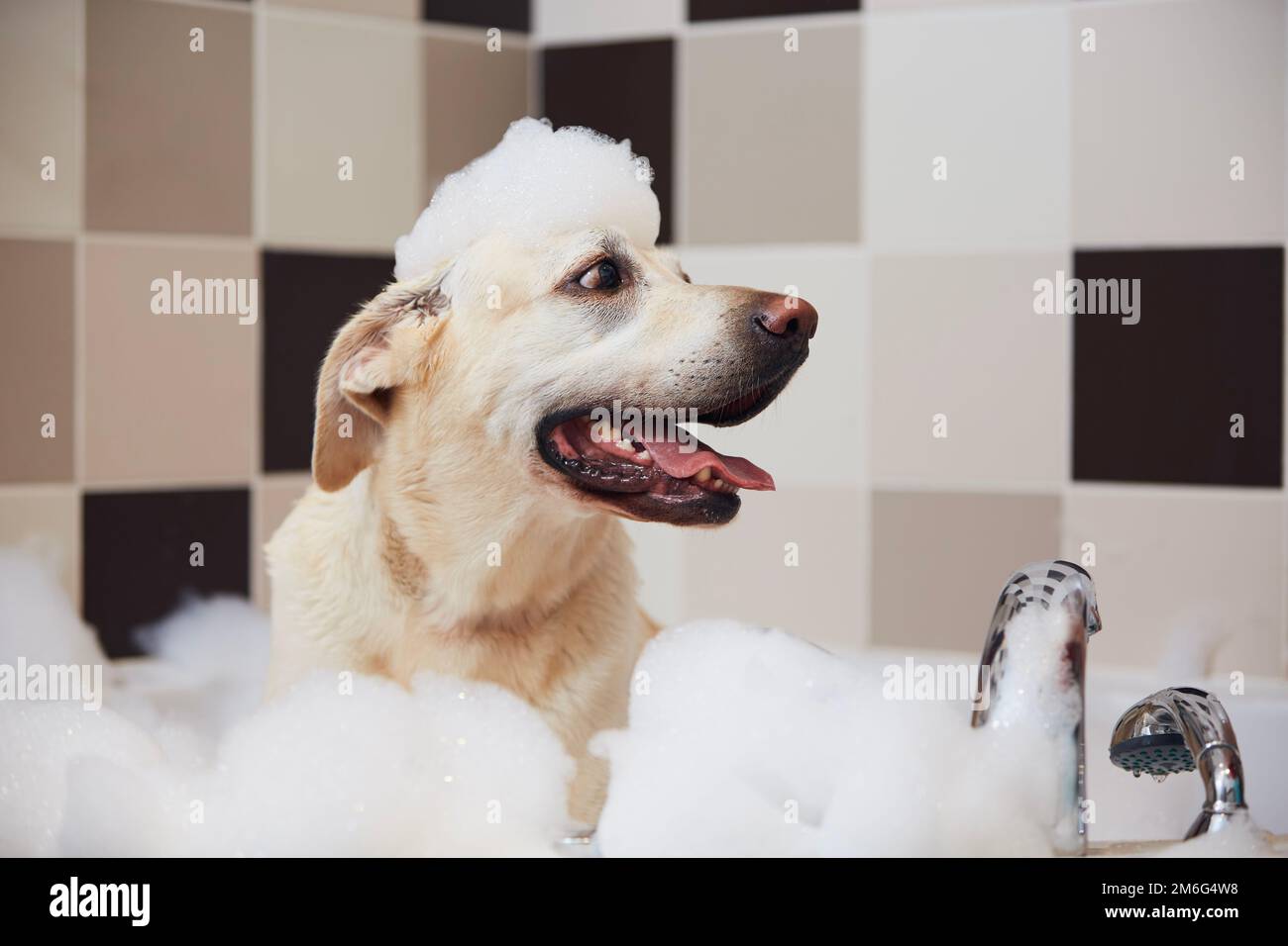 Glücklicher Hund, der im Badezimmer badet. Lustiger labrador-Retriever mit Schaumseife auf dem Kopf. Stockfoto