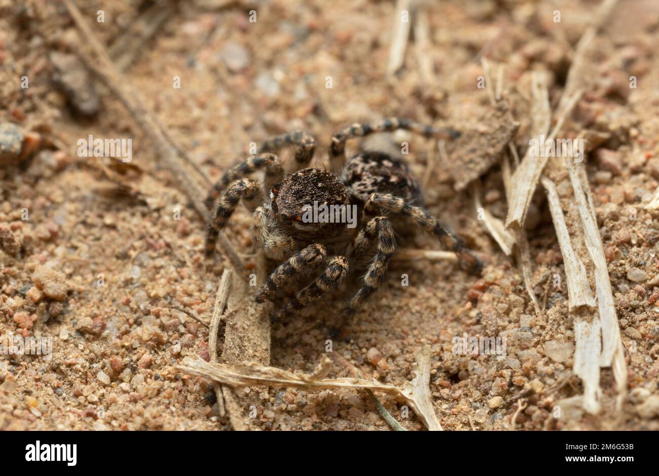 Springspinne, Aelurillus V-Insignitus auf Sand Stockfoto