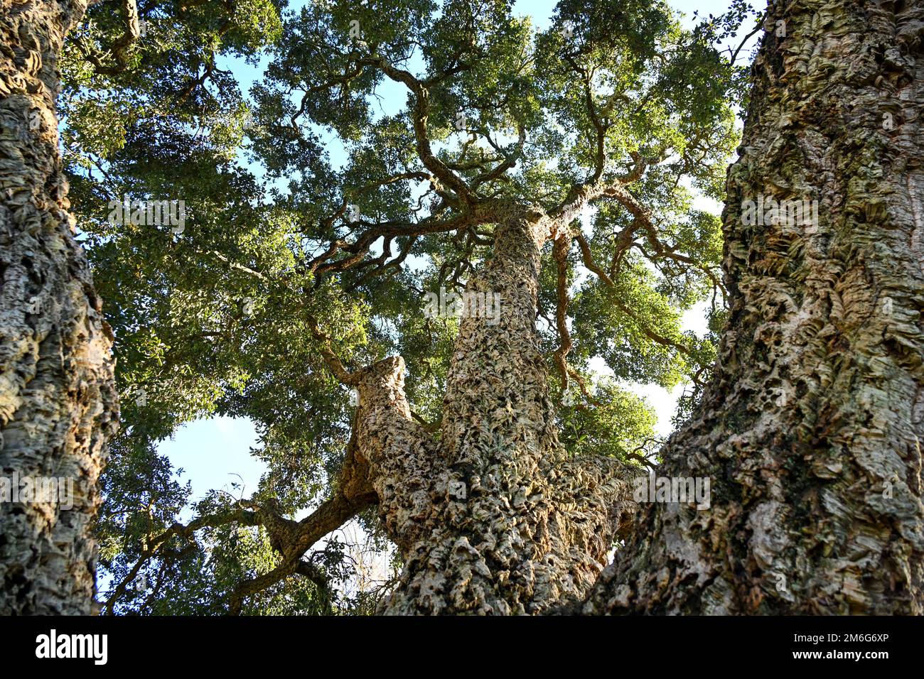 Englische Korkeneiche, Blick auf Quercus Suber und seine Zweige Stockfoto