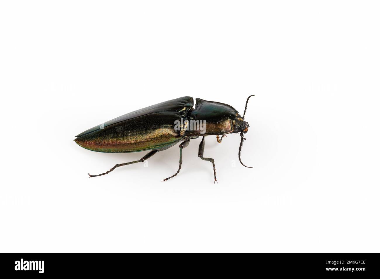 Klicken Sie auf Käfer isoliert Stockfoto