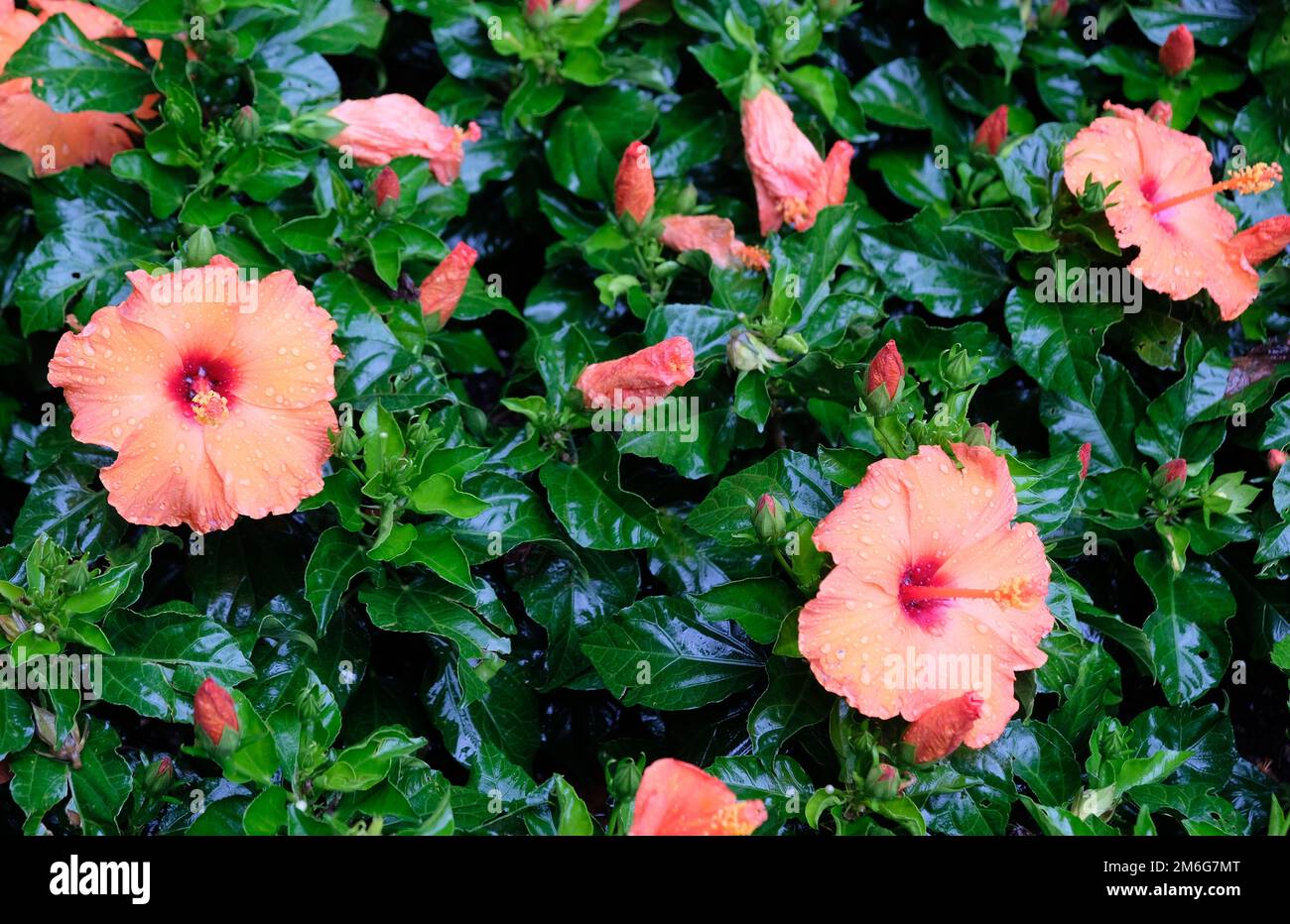 Makroaufnahme mit einer Nahaufnahme einer Blume Stockfoto