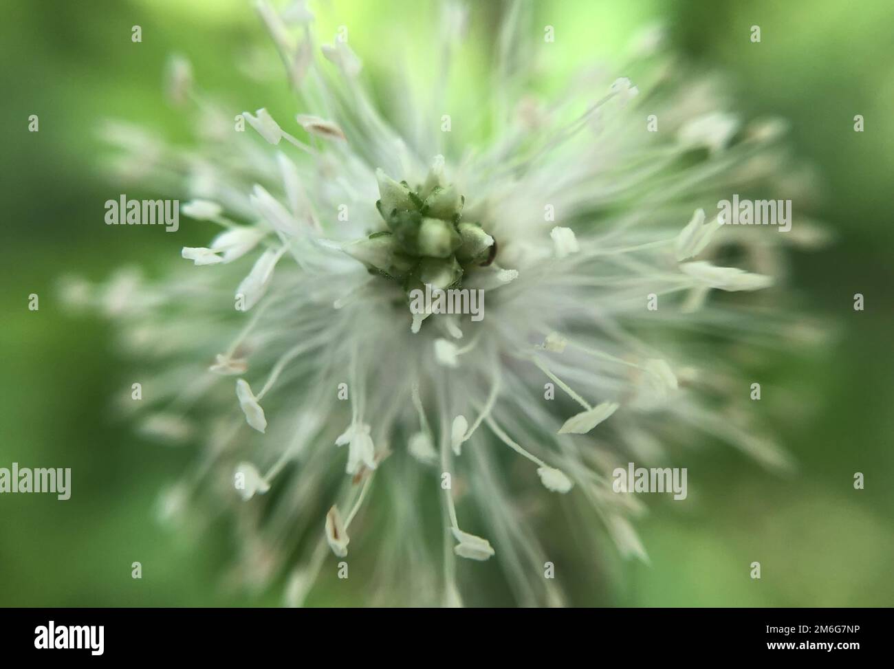 Makroaufnahme mit einer Nahaufnahme einer Blume Stockfoto