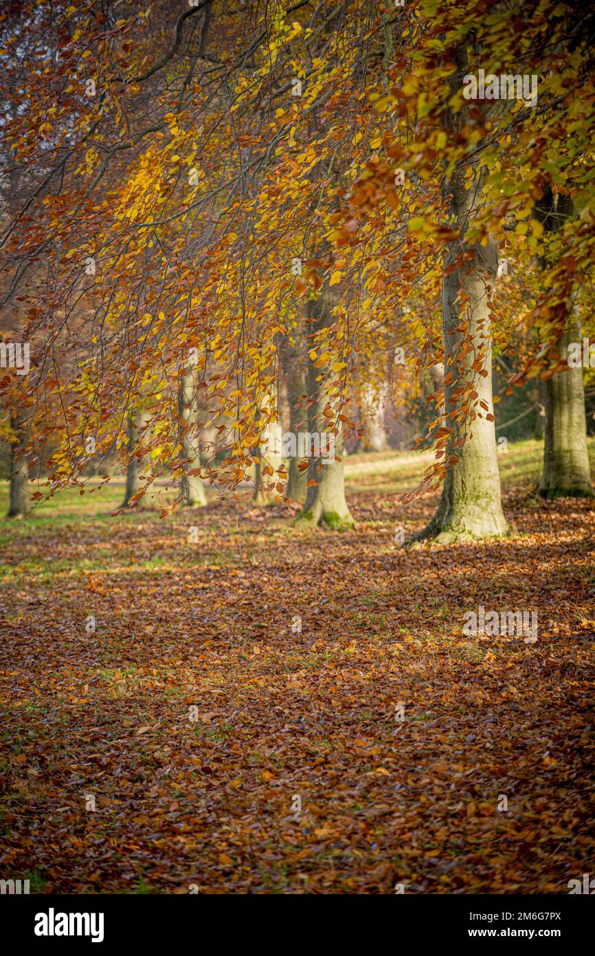 Bäume mit goldenen Blättern im Herbst im Gibside Park. Tyne und Wear. Stockfoto